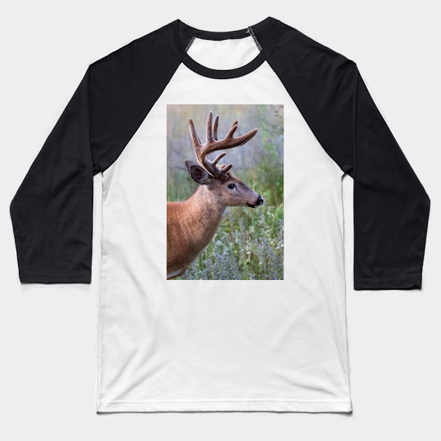 White-tailed deer Buck Baseball T-Shirt by Jim Cumming